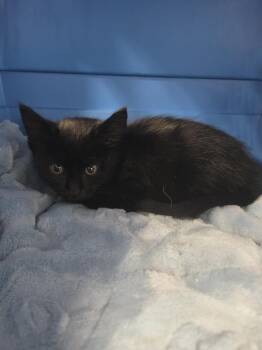 Sac Center 10/15/26 -  Domestic Short Hair Cat for Adoption in Salmon, Idaho - Sac Center 10/15/26 | PetCurious