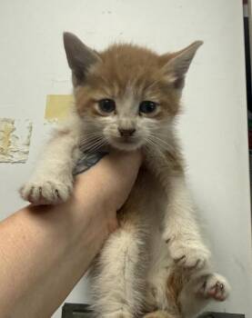 Parlsey -  Domestic Short Hair Cat Available for Adoption in Salisbury, Maryland - Parlsey | PetCurious