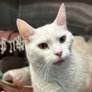 Domestic Short Hair Cats Available for Adoption in Philadelphia, Pennsylvania - Lincoln | PetCurious