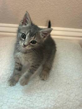 *PIXIE -  Domestic Short Hair Cat for Adoption in Woodland, California - *PIXIE | PetCurious
