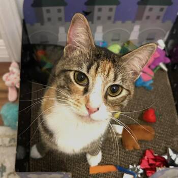 Domestic Short Hair Cats Available for Adoption - Rose Cat | PetCurious