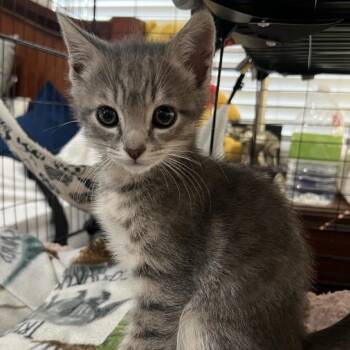 Mando -  Domestic Short Hair Cat for Adoption in Escondido, California - Mando | PetCurious