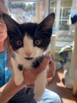 Cypress -  Domestic Short Hair Cat for Adoption in Salinas, California - Cypress | PetCurious