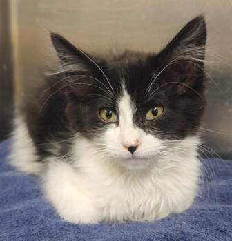 Domestic Medium Hair and Domestic Short Hair Cats Available for Adoption - SWEETHEART | PetCurious