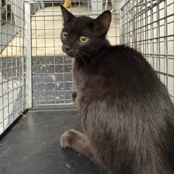 Fractious Conch -  Domestic Short Hair Cat for Adoption in Columbiana, Alabama - Fractious Conch | PetCurious