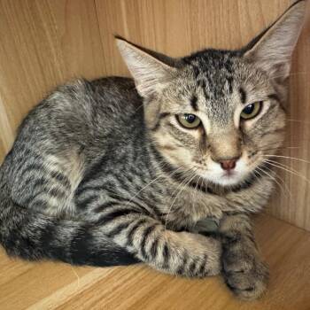 Domestic Short Hair Cats Available for Adoption - Fern | PetCurious