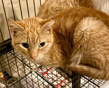Aldus -  Domestic Short Hair Cat for Adoption in Augusta, Georgia - Aldus | PetCurious