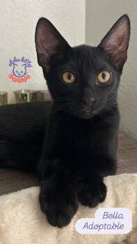 Bella -  Domestic Short Hair Cat for Adoption in Honolulu, Hawaii - Bella | PetCurious