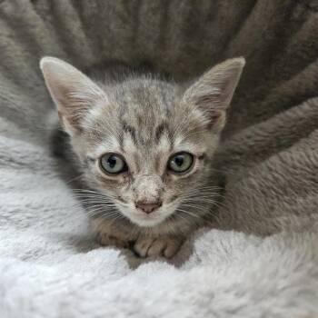 Zeus -  Domestic Short Hair Cat for Adoption in Madison, Wisconsin - Zeus | PetCurious