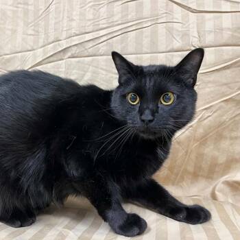 Mordecai -  Domestic Short Hair Cat for Adoption in Lyndhurst, Virginia - Mordecai | PetCurious
