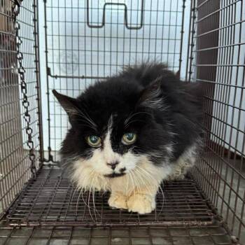 Domestic Medium Hair Cats Available for Adoption - Sidney | PetCurious