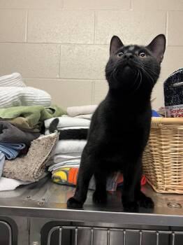Domestic Short Hair Cats Available for Adoption in Burlington, Ontario - Peep CS-044/26 | PetCurious