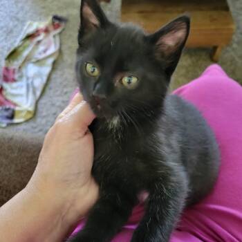 Echo -  Domestic Short Hair Cat for Adoption in Ferndale, Washington - Echo | PetCurious