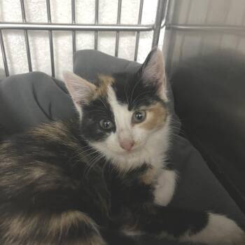 Domestic Short Hair Cats Available for Adoption in Idaho Falls, Idaho - Kali Grandma Foster | PetCurious