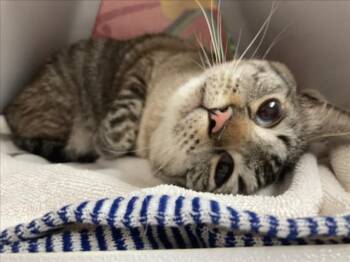 Siamese Cats Available for Adoption - SCOOTER | PetCurious