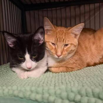 Simon -  Domestic Short Hair Cat for Adoption - Simon | PetCurious