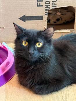 Allie -  Domestic Medium Hair Cat for Adoption in Vancouver, Washington - Allie | PetCurious