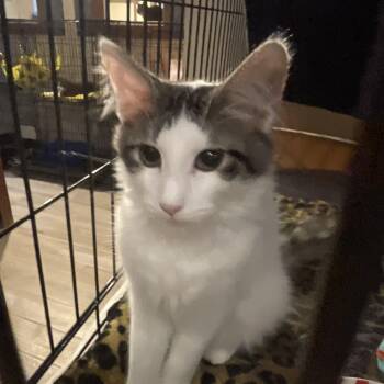 Stoogie -  Domestic Medium Hair Cat for Adoption in Lacon, Illinois - Stoogie | PetCurious