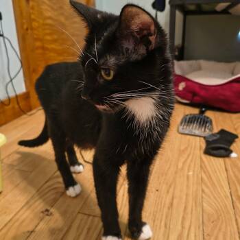 Rescue Domestic Short Hair Cats for Adoption - Ava | PetCurious