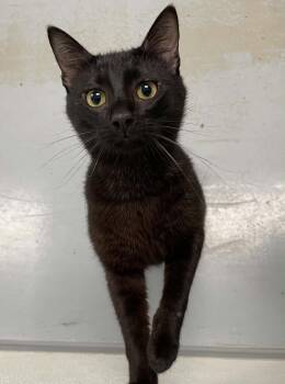 Aaron -  Domestic Short Hair Cat for Adoption in Covington, Virginia - Aaron | PetCurious