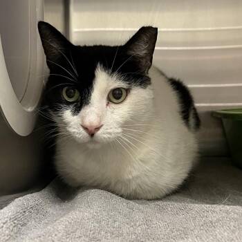 Patches -  Domestic Short Hair Cat for Adoption in York, Pennsylvania - Patches | PetCurious