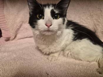 Domestic Short Hair Cats Available for Adoption in Oviedo, Florida - Sweet Caroline | PetCurious