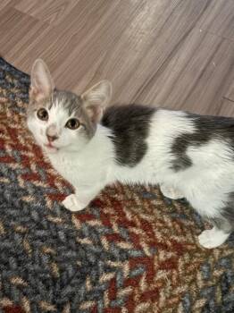 Tangelo -  Domestic Short Hair Cat for Adoption in Little Rock, Arkansas - Tangelo | PetCurious