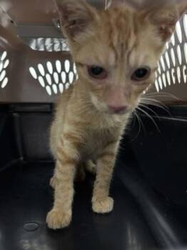 Lincoln 1224-26 -  Domestic Short Hair Cat for Adoption in Cumming, Georgia - Lincoln 1224-26 | PetCurious