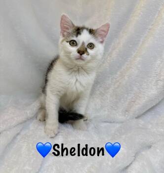 Rescue Domestic Medium Hair Cats for Adoption in Copley, Ohio - Sheldon | PetCurious