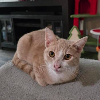 Domestic Short Hair Cats Available for Adoption in Fort Worth, Texas - Queso | PetCurious