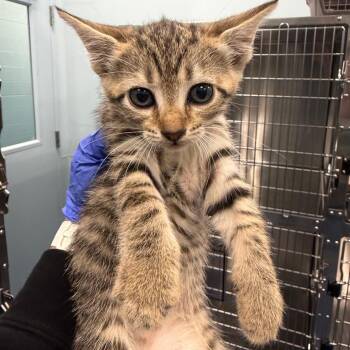 Yosemite (lime) -  Domestic Short Hair Cat for Adoption in Greensboro, North Carolina - Yosemite (lime) | PetCurious