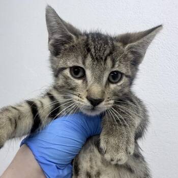 Tums -  Domestic Short Hair Cat for Adoption in New York, New York - Tums | PetCurious