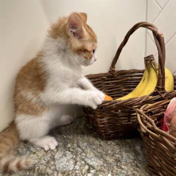 Domestic Short Hair Cats Available for Adoption in Overland Park, Kansas - Cinci | PetCurious