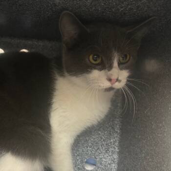 Rescue Domestic Short Hair Cats for Adoption in Manhattan, Kansas - Smooch | PetCurious