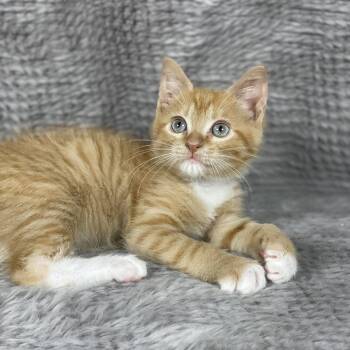 Domestic Short Hair Cats Available for Adoption in Social Circle, Georgia - Narwhal - Andrea Foster | PetCurious