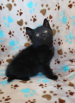 Tootsie -  Domestic Short Hair Cat for Adoption in Dickson, Tennessee - Tootsie | PetCurious