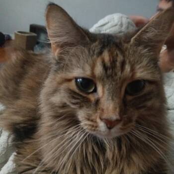 Domestic Long Hair Cats Available for Adoption in Philadelphia, Pennsylvania - Ballerina | PetCurious