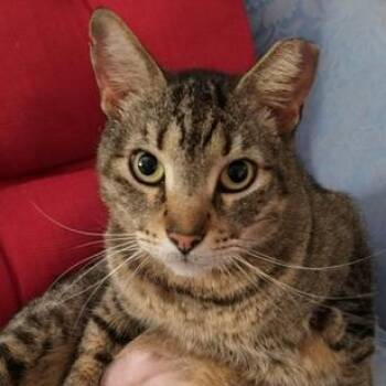 Domestic Short Hair Cats Available for Adoption in Liverpool, Texas - Tiger | PetCurious