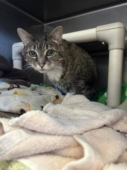 FIEONA -  Domestic Short Hair Cat for Adoption in Brewster, Massachusetts - FIEONA | PetCurious