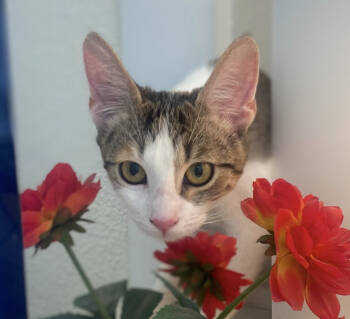 Rescue Domestic Short Hair Cats for Adoption in Los Angeles, California - Spirit | PetCurious