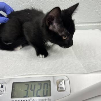 Dime -  Domestic Short Hair Cat for Adoption in Chattanooga, Tennessee - Dime | PetCurious