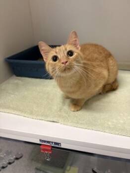 Domestic Short Hair Cats Available for Adoption - Ginger | PetCurious