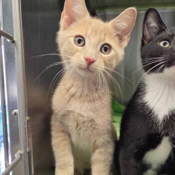 Domestic Short Hair Cats Available for Adoption in Warwick, Rhode Island - Sunny | PetCurious