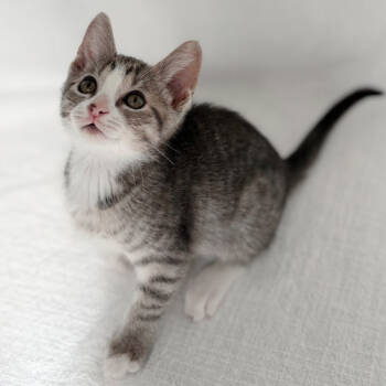Rescue Domestic Short Hair and Tabby Cats for Adoption in Brandon, Florida - Bandit | PetCurious