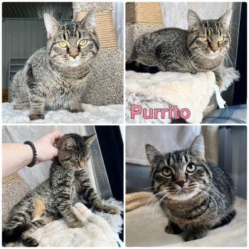 Domestic Short Hair Cats Available for Adoption in Pierceton, Indiana - Purrito- LONG TERM 7*10*25 | PetCurious