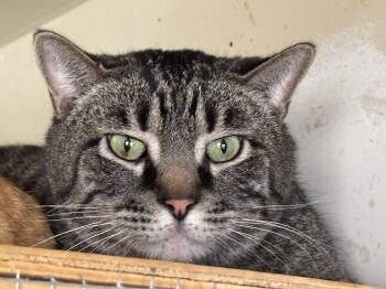 Domestic Short Hair Cats Available for Adoption - Cyrus | PetCurious