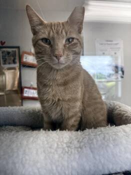 Rot -  Domestic Short Hair Cat for Adoption in Bolivar, Missouri - Rot | PetCurious