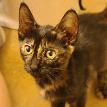Mystery -  Domestic Short Hair Cat Available for Adoption in Verona, Wisconsin - Mystery | PetCurious