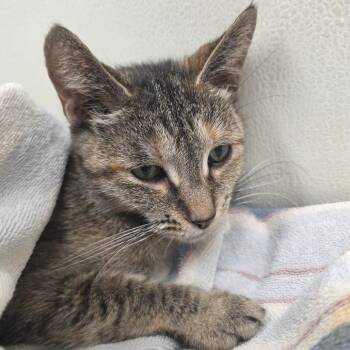 Samantha -  Domestic Short Hair Cat for Adoption in Oshkosh, Wisconsin - Samantha | PetCurious