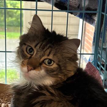Jimmy Neutron -  Domestic Long Hair Cat for Adoption in Allentown, Pennsylvania - Jimmy Neutron | PetCurious